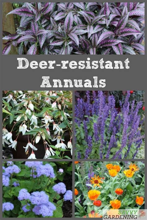 Rabbit Resistant Flowers Annuals Deer And Rabbit Resistant Perennials