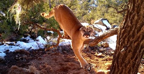 Terrifying Moment Two Wildlife Officers Bravely Rescue A Trapped Cougar