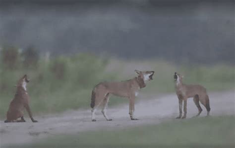 Red Wolves—once Extinct In Wild—howl At Sky In Beautiful Rare Footage