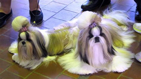 The Origin Of Shih Tzu Is Ancient And Is Covered In A Lot Of Mystery