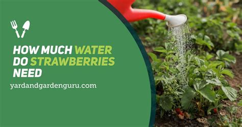 This will promote the greatest root growth, which is what your herbs need to thrive. How Much Water Do Strawberries Need