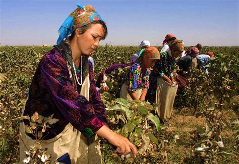 In Uzbekistan The Practice Of Forced Labor Lives On During The Cotton Harvest The New York Times