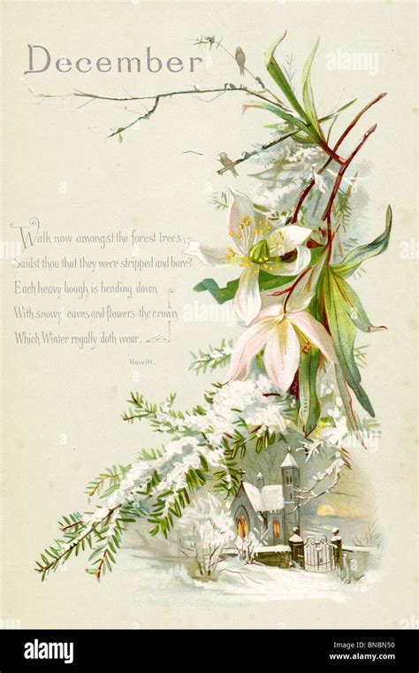 December Poem with Hellebore and Fir Stock Photo: 30376220 - Alamy