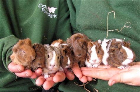 New Guinea Pig Babies Born - Odds Farm Park