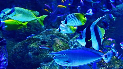 A Mixture Of Coral Reef Fish Swims Past At The Cairns Aquarium 4k Wallpaper