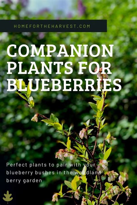Companion Plants For Blueberries 13 Perfect Pairings In 2020