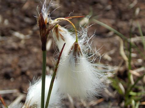 Common Cotton Grass Eriophorum Angustifolium British Nature Guide