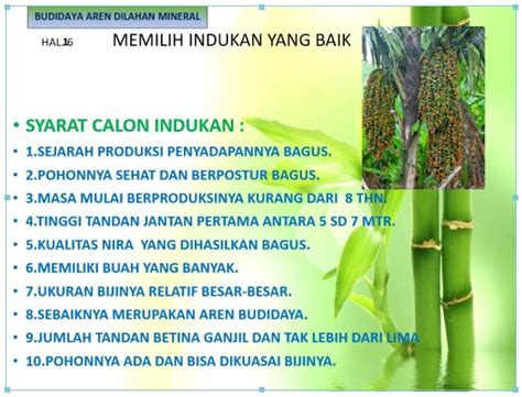 Gunakan polybag dengan ukuran 40 x 50 cm. Budidaya Aren : Cara Menanam Aren Di Lahan Gambut