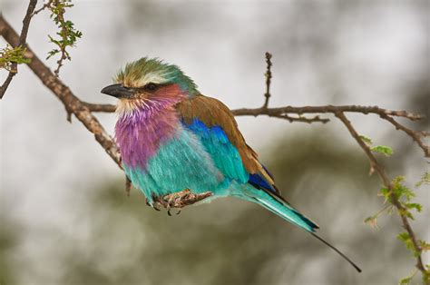 The Lilac Breasted Rollers Pastel Plumage Makes This Gorgeous Bird A