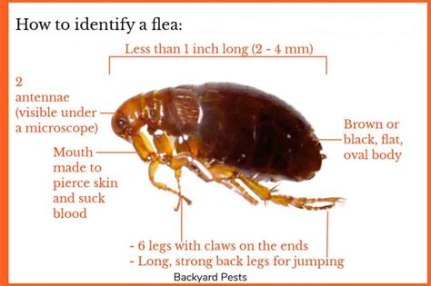 7 Places To Look For Fleas In Your House And How To Find Fleas Hiding