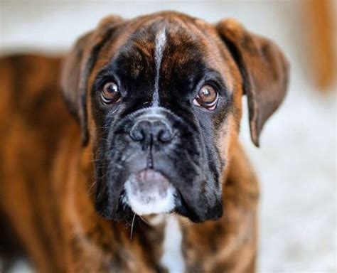 56 Good Boxer Dog Names Pettime