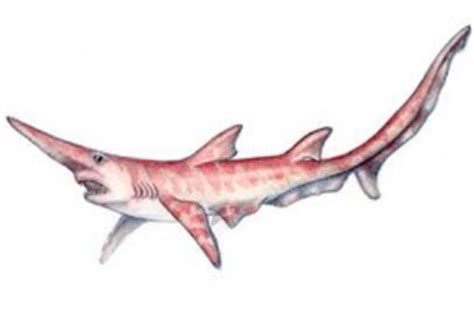Ancient Sharks - Sharks