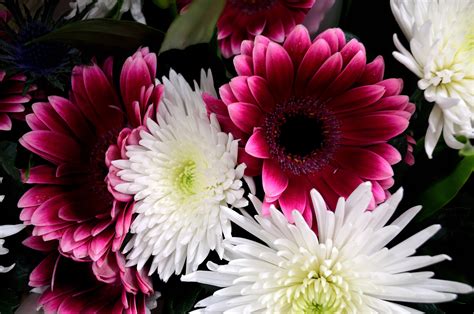 Nice Flowers Free Stock Photo Public Domain Pictures