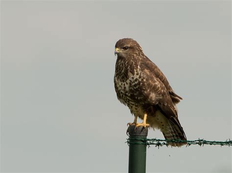Hotel restaurant de buizerd accepts these cards and reserves the right to temporarily hold an amount prior to arrival. Buizerd -buteo-buteo