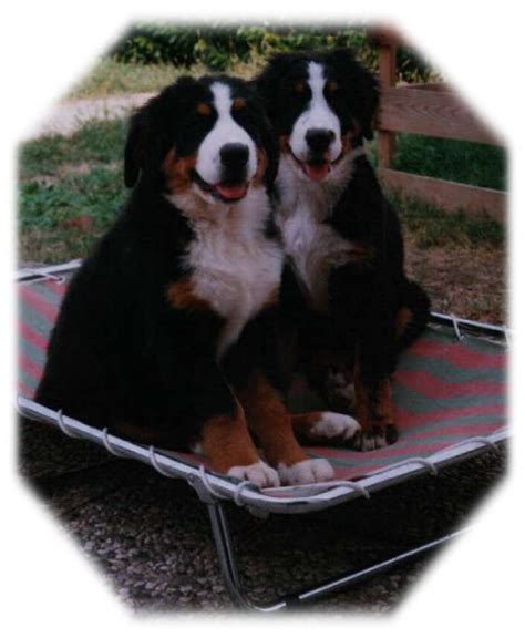 Allevameneo e vendita cuccioli bovaro del bernese belli e sani genitori visibili. alimentazione