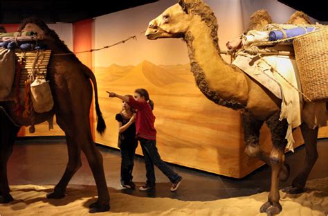 Iris huang yan liu history 181: Camel-Speed Information Highway at Museum of Natural ...