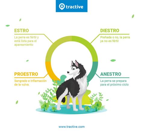 perras en celo ¿qué es todo lo que necesitas saber tractive