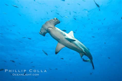 Scalloped Hammerhead Shark Sphyrna Lewini Wolf Island Galapagos