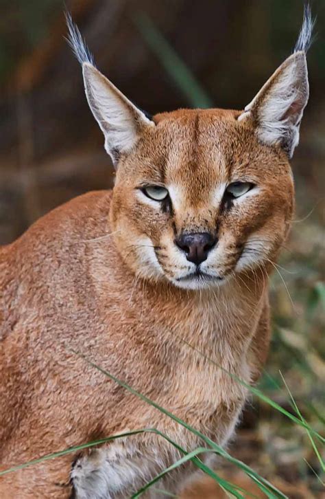 They are very small and fragile for them. Caracal Cat For Sale Philippines