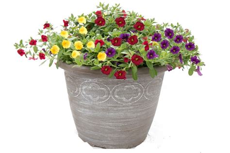 12″ Calibrachoa Mixed Patio Pot Wholesale Bedding Plants Hybels Inc