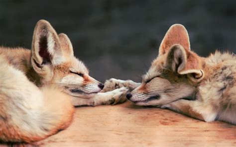 Animals Sleeping Fennec Fox Foxes 1920x1200 Wallpaper High