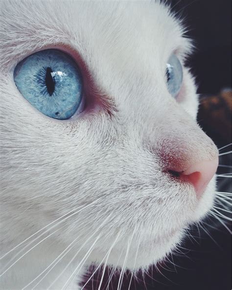Pictures Of The Most Beautiful Animals Eyes Animals Pictures