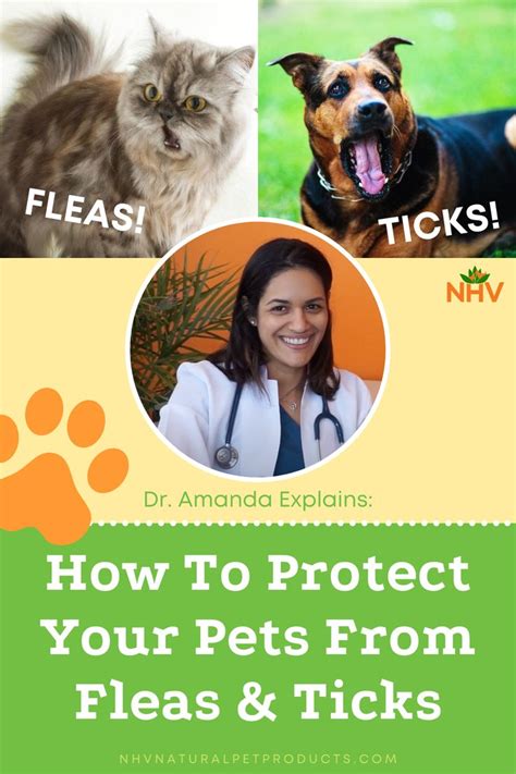 How To Protect Your Pets From Fleas And Ticks Holisitic Vet Advice