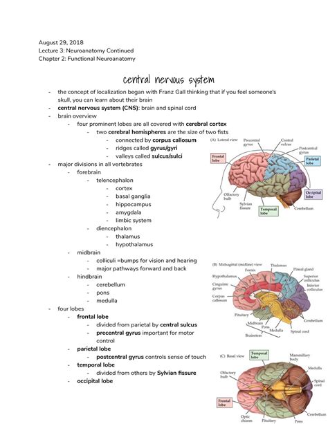 2 Brain Overview Lecture Notes 3 August 29 2018 Lecture 3