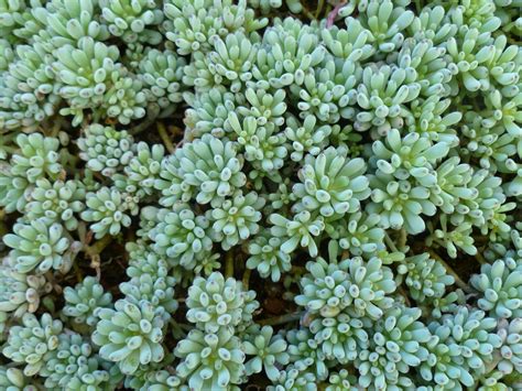 Cactus seeds from alibaba.com and start experiencing a minimal they serve an aesthetic purpose and will help calm and raise your moods. Graptopetalum pachyphyllum | Succulents, Plants, Buy ...