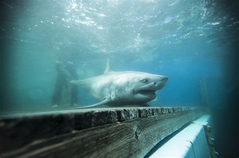 Great White Shark Cabot Tracked Off Coast Of Connecticut