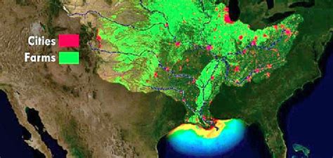 Huge Dead Zone That Kills Marine Life Could Form In The Gulf Of