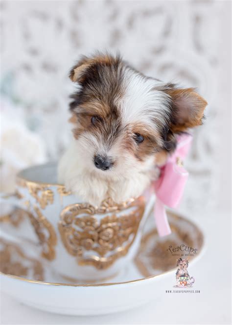 Russ is playful and loves playing with his toys. Biewer Yorkie Puppies For Sale | Teacups, Puppies & Boutique