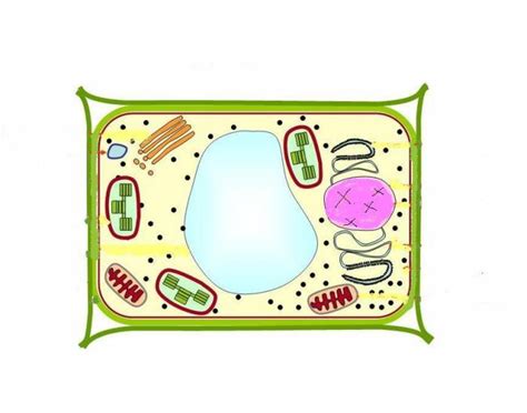 Maybe you would like to learn more about one of these? Label the plant cell game - PurposeGames