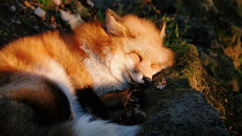 Download Wallpaper Forest Dream Stone Moss Sleep Fox Sleeping