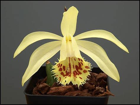 Home > shop by plant origin > pleione x confusa 'golden gate'. Pleione Hybrids Gallery (A to E) - The Pleione Website