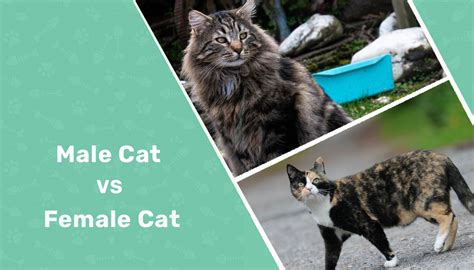 Male Vs Female Cats The Main Differences With Pictures Catster