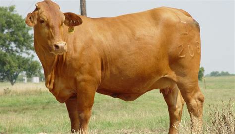 beef cow breeds