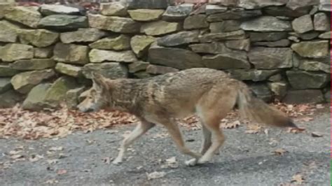 Coyote Suspected Of Biting Attacks In Westchester Tests Positive For