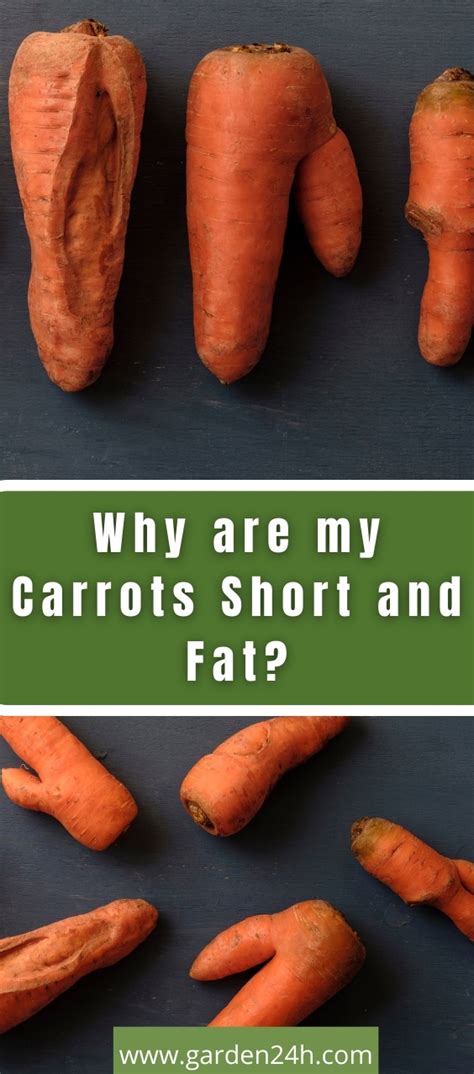 Why Are My Carrots Short And Fat Definitive Answer Garden 24h