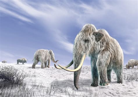 Can Scientists Clone A Woolly Mammoth Should They History