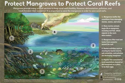 Mangrovebiodiversity Mangrove Scuba Diving Quotes Coral Reef Drawing