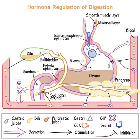 Physiology Glossary Hormone Regulation Of Digestion Draw It To Know It