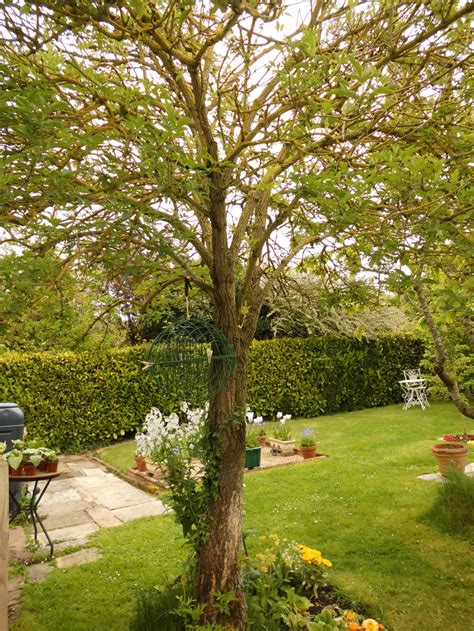 Elder Tree — Bbc Gardeners World Magazine