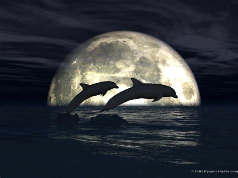 Dolphins Dolphins Wallpaper 40475907 Fanpop