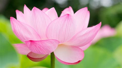 Every image can be downloaded in nearly every resolution to ensure it will work with your device. Wallpaper lotus, flower, 4k, Nature #16051