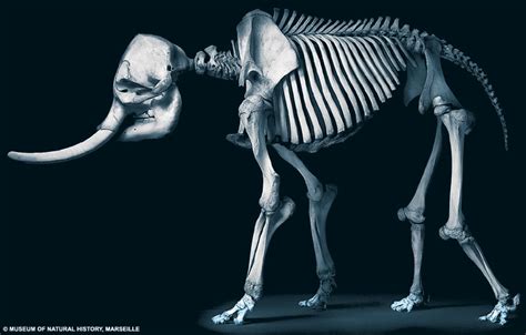 Animals without backbones by far the majority of animals are small and have no backbone. Close to the bone: The amazing pictures which reveal how ...