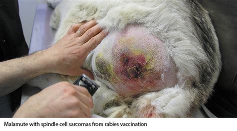 Puppies need a booster 1 year after completing their initial series, then all dogs need a booster every 3 years or more often. 65 Ways Rabies Vaccination Can Harm Your Dog - Dogs ...