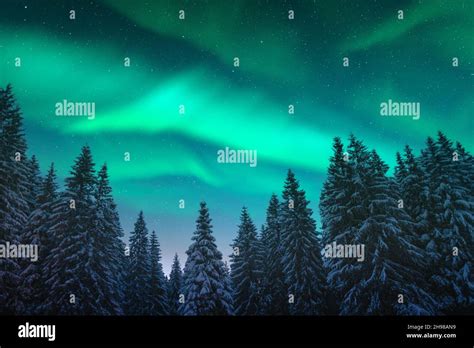 Aurora Borealis Northern Lights In Winter Forest Sky With Polar