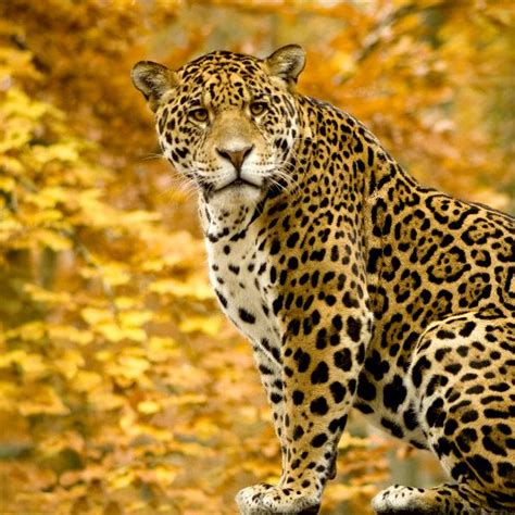 Panthera Onca Jaguar Felinos Información Y Características