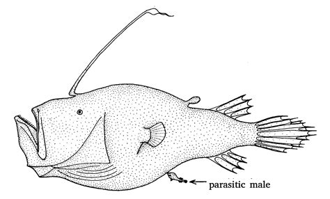 The Most Dramatic Examples Of Sexual Dimorphism